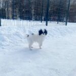 Melody-female-Chin-puppy-for-sale-2