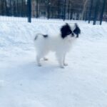 Melody-female-Chin-puppy-for-sale-3