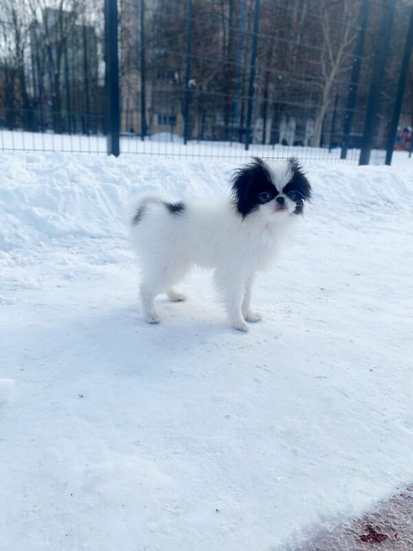 Melody Chin Melody Chin