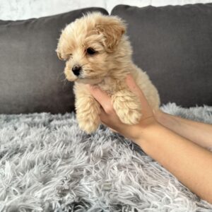 Mikos Maltipoo Mikos Maltipoo