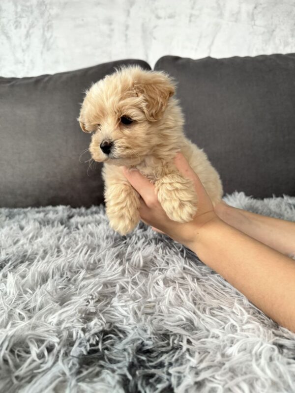 Mikos Maltipoo Mikos Maltipoo