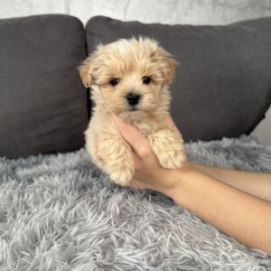 Mikos Maltipoo Mikos Maltipoo