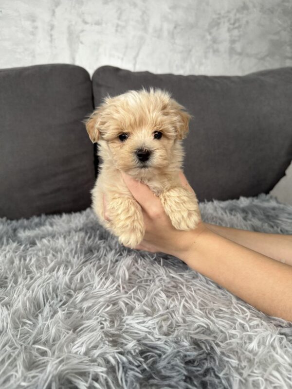 Mikos Maltipoo Mikos Maltipoo