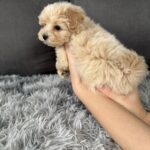 Mikos-male-Maltipoo-puppy-for-sale-3