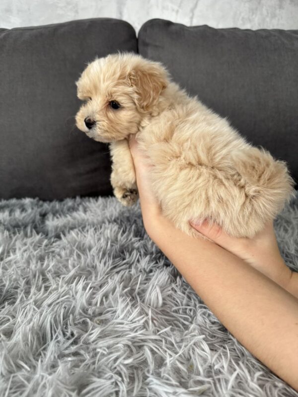 Mikos Maltipoo Mikos Maltipoo