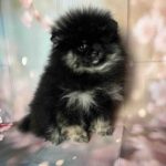 Miledi-female-pomeranian-puppy-for-sale-1 (1)