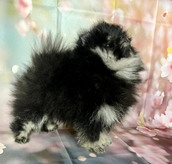 Miledi Pomeranian Miledi Pomeranian