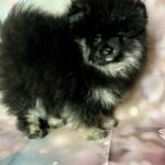 Miranda-female-pomeranian-puppy-for-sale-1 (1)