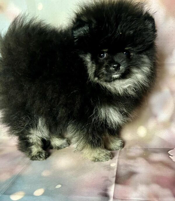 Miranda Pomeranian Miranda Pomeranian