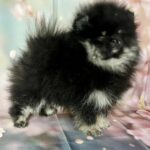 Miranda-female-pomeranian-puppy-for-sale-1 (2)