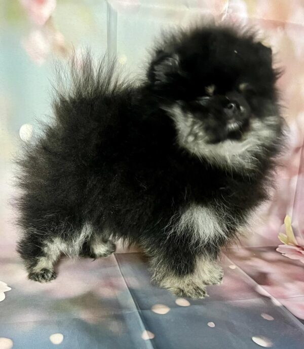 Miranda Pomeranian Miranda Pomeranian