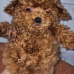 Moco-male-Maltipoo-puppy-for-sale-1