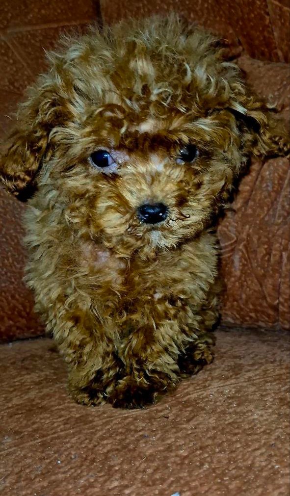 Moco Maltipoo Moco Maltipoo