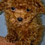 Moco-male-Maltipoo-puppy-for-sale-3