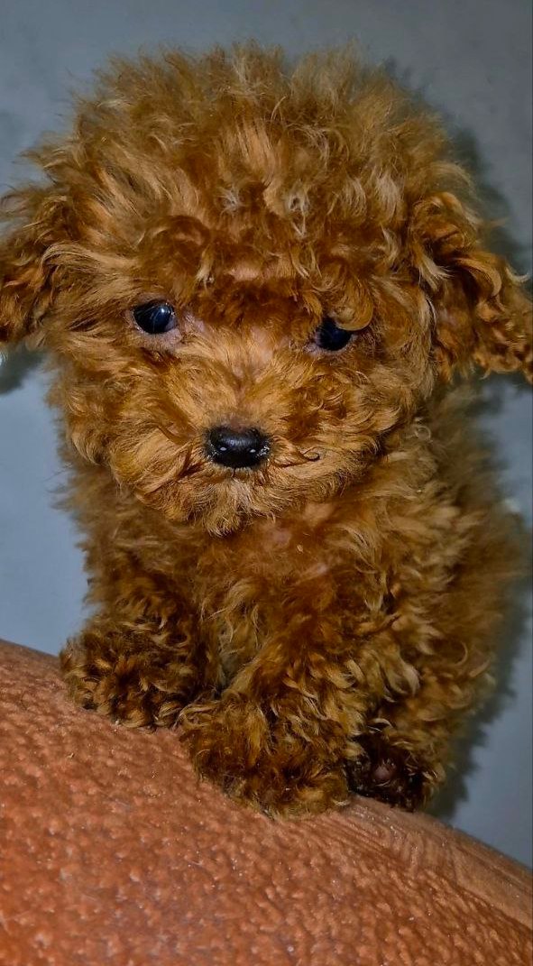 Moco Maltipoo Moco Maltipoo