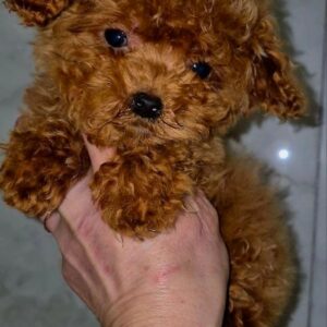Moco Maltipoo Moco Maltipoo
