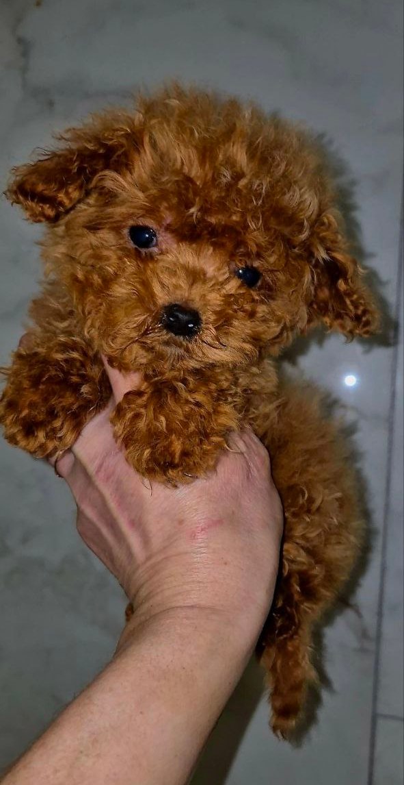 Moco Maltipoo Moco Maltipoo