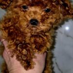 Moco-male-Maltipoo-puppy-for-sale-5