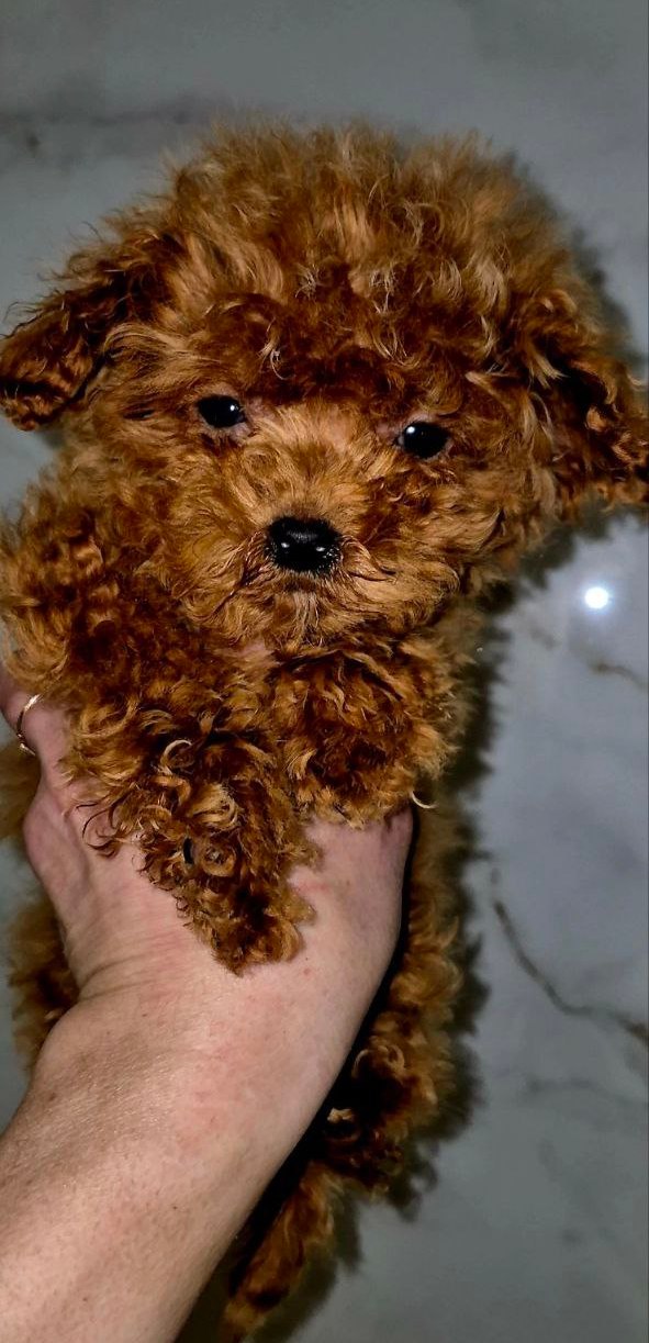 Moco Maltipoo Moco Maltipoo