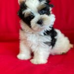 Monteo-male-Biewer-puppy-for-sale-1