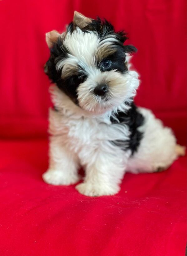 Monteo Biewer Yorkshire Terrier Monteo Biewer Yorkshire Terrier