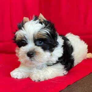 Monteo Biewer Yorkshire Terrier Monteo Biewer Yorkshire Terrier