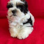 Monteo-male-Biewer-puppy-for-sale-3