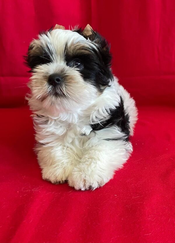 Monteo Biewer Yorkshire Terrier Monteo Biewer Yorkshire Terrier