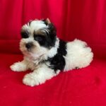 Monteo-male-Biewer-puppy-for-sale-4