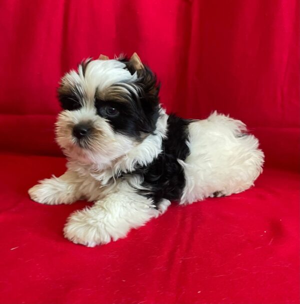 Monteo Biewer Yorkshire Terrier Monteo Biewer Yorkshire Terrier