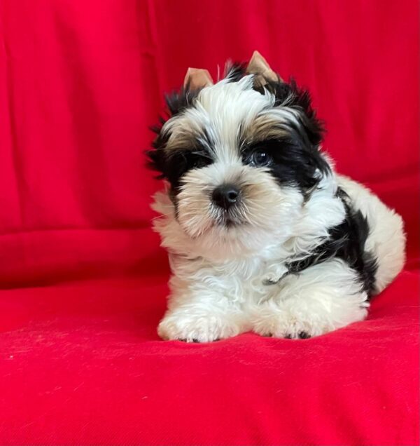 Monteo Biewer Yorkshire Terrier Monteo Biewer Yorkshire Terrier