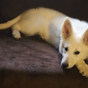 Ms Purple White Swiss Shepherd Ms Purple White Swiss Shepherd