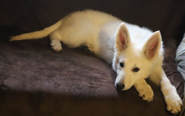 Ms Purple White Swiss Shepherd Ms Purple White Swiss Shepherd