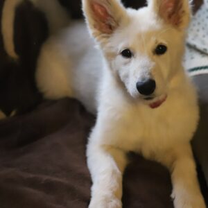 Ms Purple White Swiss Shepherd Ms Purple White Swiss Shepherd