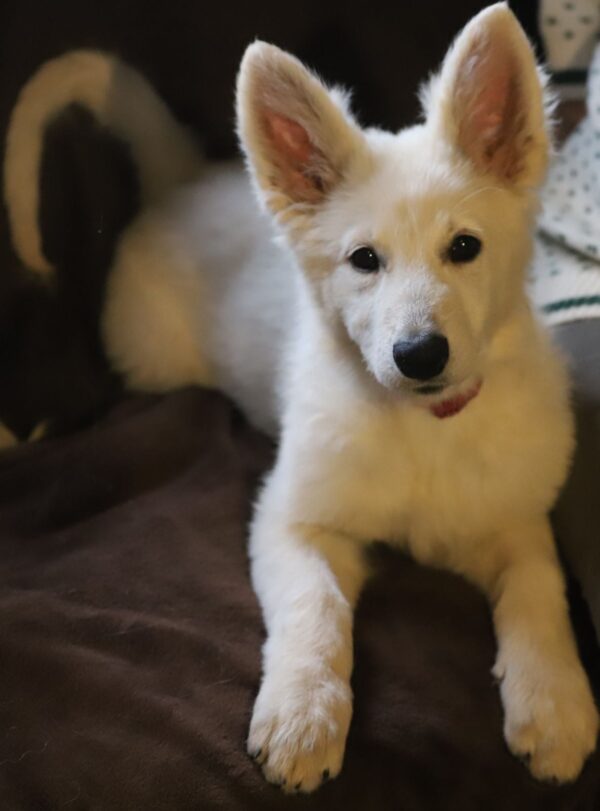 Ms Purple White Swiss Shepherd Ms Purple White Swiss Shepherd