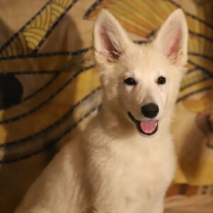 Ms White White Swiss Shepherd Ms White White Swiss Shepherd