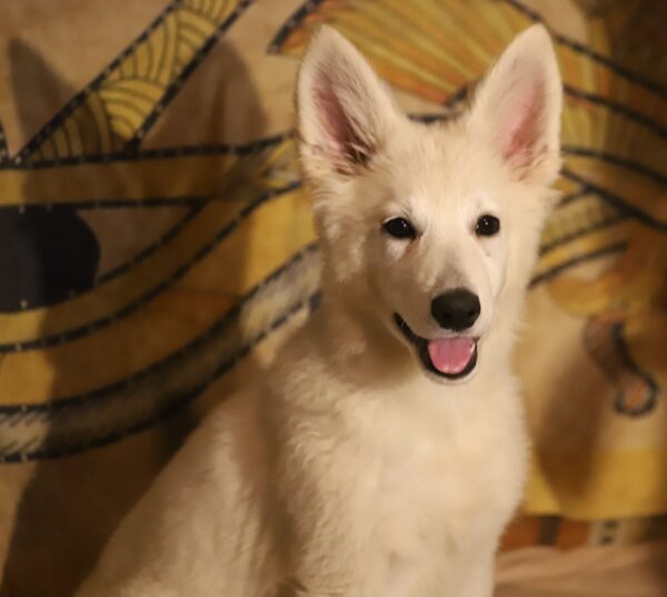 Ms White White Swiss Shepherd Ms White White Swiss Shepherd