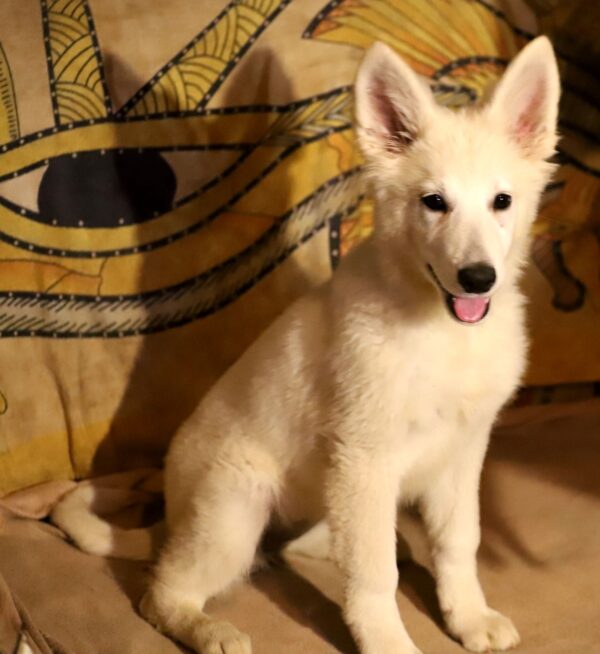 Ms White White Swiss Shepherd Ms White White Swiss Shepherd