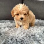Muffin-male-Maltipoo-puppy-for-sale-1