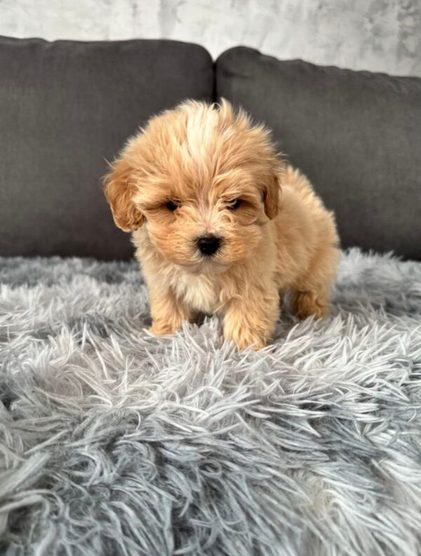 Muffin Maltipoo Muffin Maltipoo