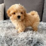 Muffin-male-Maltipoo-puppy-for-sale-2