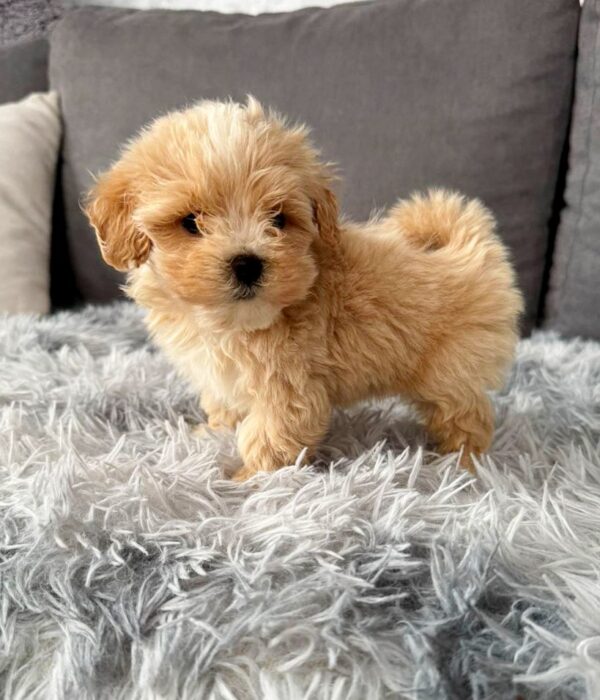 Muffin Maltipoo Muffin Maltipoo