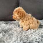 Muffin-male-Maltipoo-puppy-for-sale-3