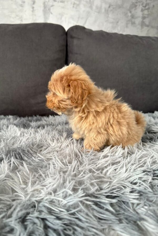 Muffin Maltipoo Muffin Maltipoo