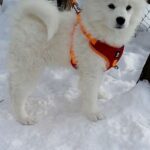 NYSA-female-Samoyed-puppy-for-sale-1