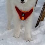 NYSA-female-Samoyed-puppy-for-sale-2