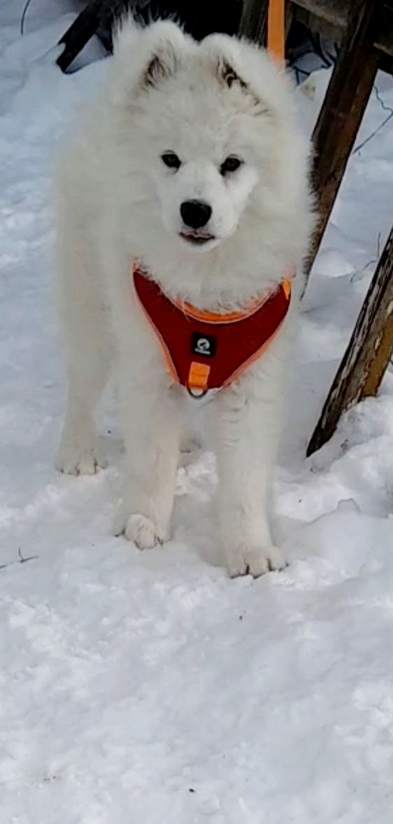 Nysa Samoyed Nysa Samoyed