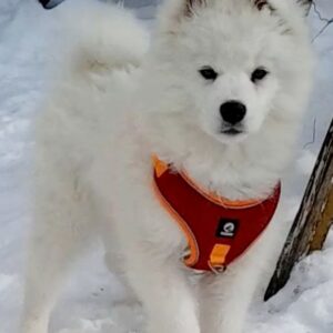 Nysa Samoyed Nysa Samoyed