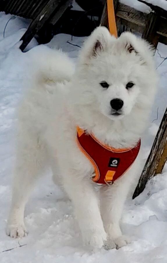 Nysa Samoyed Nysa Samoyed