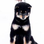 Naoka-female-Shiba-puppy-for-sale-1